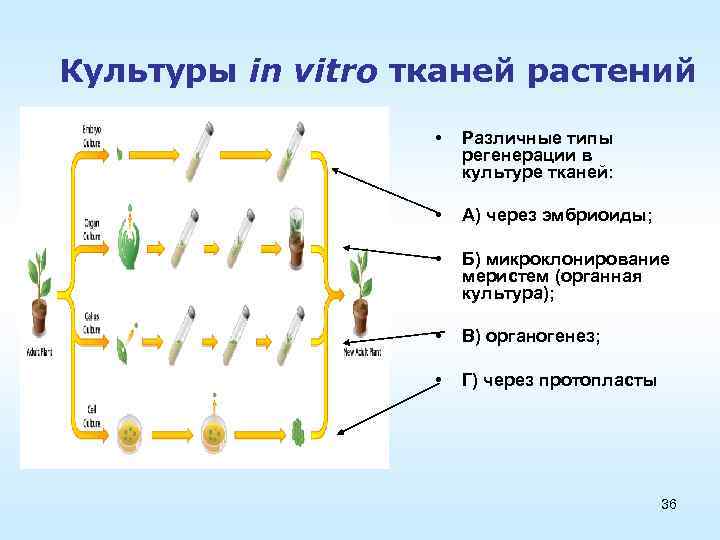 Установите последовательность этапов выращивания растения. Схема микроклонального размножения растений. Микроклональное размножение картофеля. Микроклональное размножение схема.