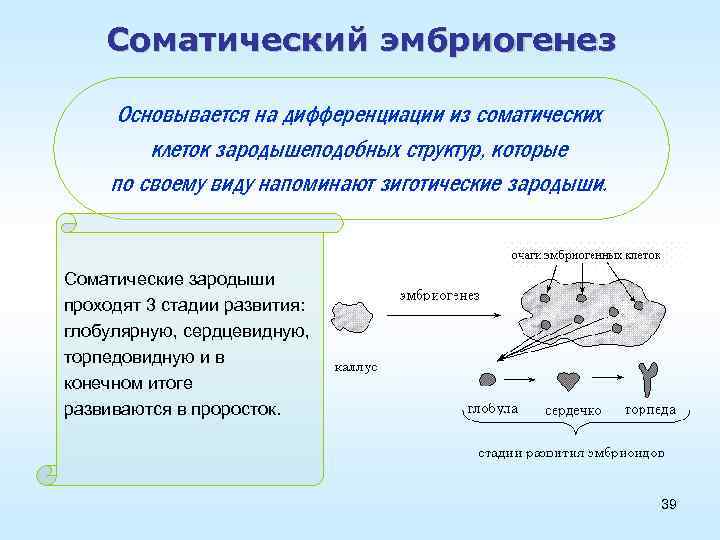 Происходит в соматической клетке