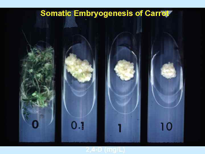 Somatic Embryogenesis of Carrot 2, 4 D (mg/L) 