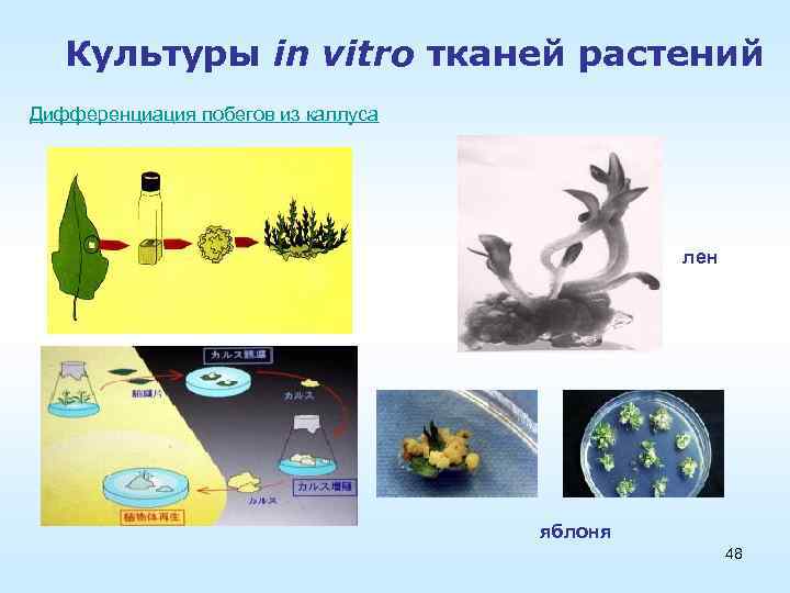 Культуры in vitro тканей растений Дифференциация побегов из каллуса лен яблоня 48 