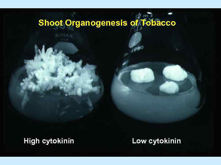 Shoot Organogenesis of Tobacco High cytokinin Low cytokinin 