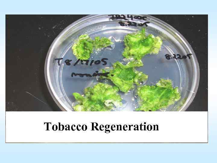 Tobacco Regeneration 