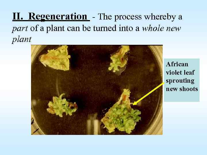 II. Regeneration - The process whereby a part of a plant can be turned