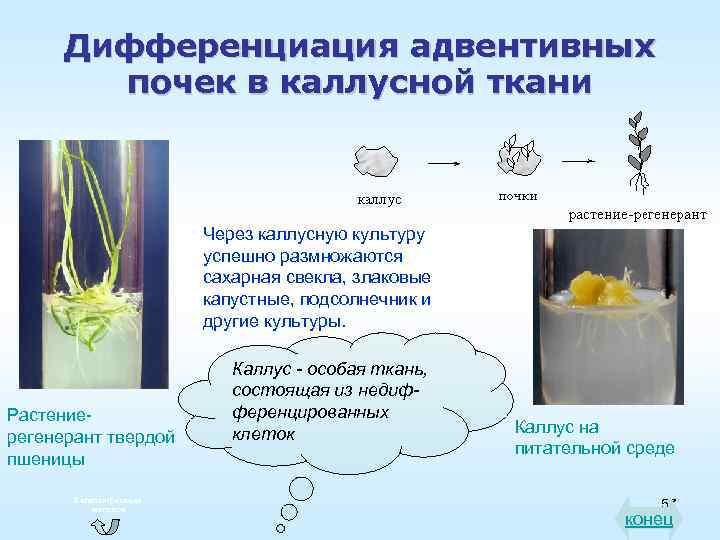 Дифференциация адвентивных почек в каллусной ткани Через каллусную культуру успешно размножаются сахарная свекла, злаковые