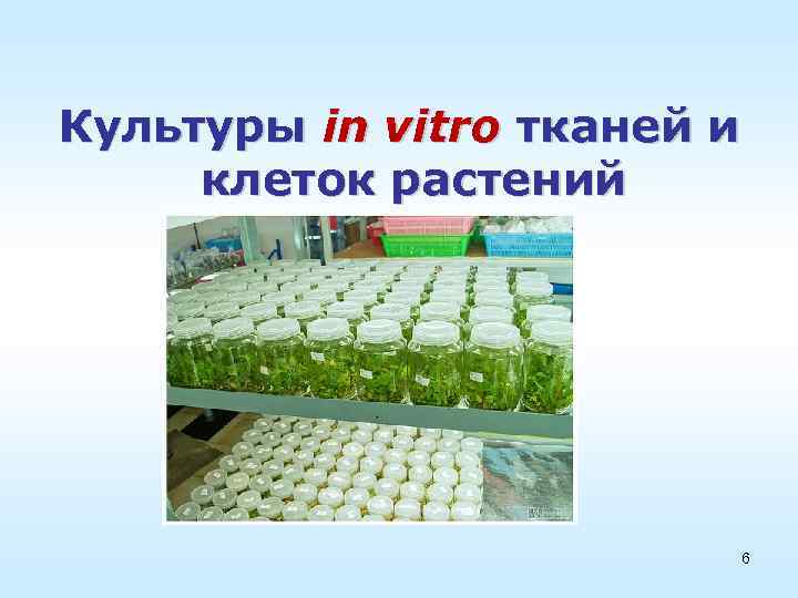 Культуры in vitro тканей и клеток растений 6 