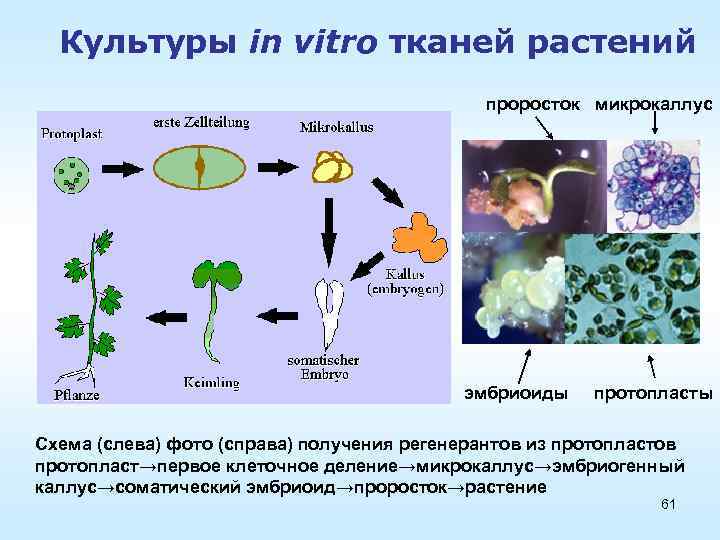 Культуры in vitro тканей растений проросток микрокаллус эмбриоиды протопласты Схема (слева) фото (справа) получения