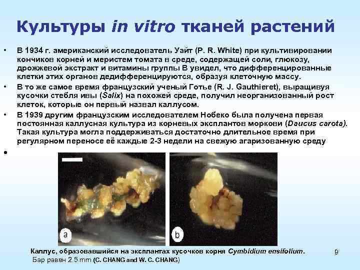 Культуры in vitro тканей растений • • • В 1934 г. американский исследователь Уайт