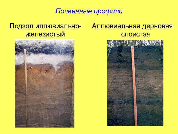 Почвенные профили Подзол иллювиальножелезистый Аллювиальная дерновая слоистая 