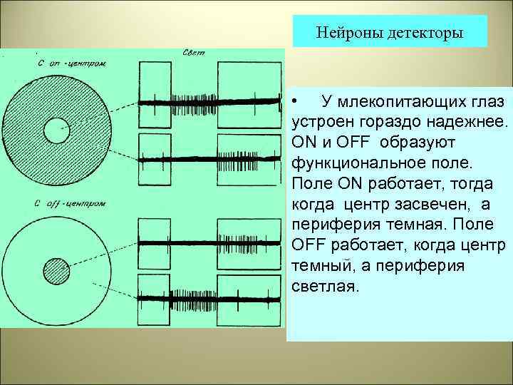 Нейроны детекторы • У млекопитающих глаз устроен гораздо надежнее. ОN и ОFF образуют функциональное