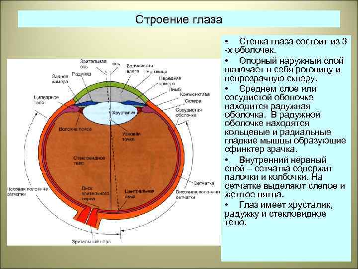 Оболочки задней стенки глаза