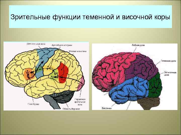 Зрительные функции теменной и височной коры 