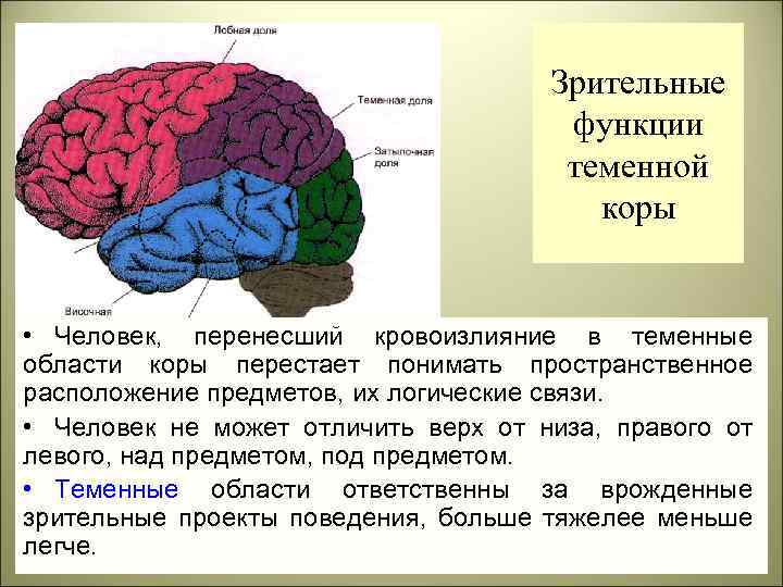 Зрительные функции теменной коры • Человек, перенесший кровоизлияние в теменные области коры перестает понимать