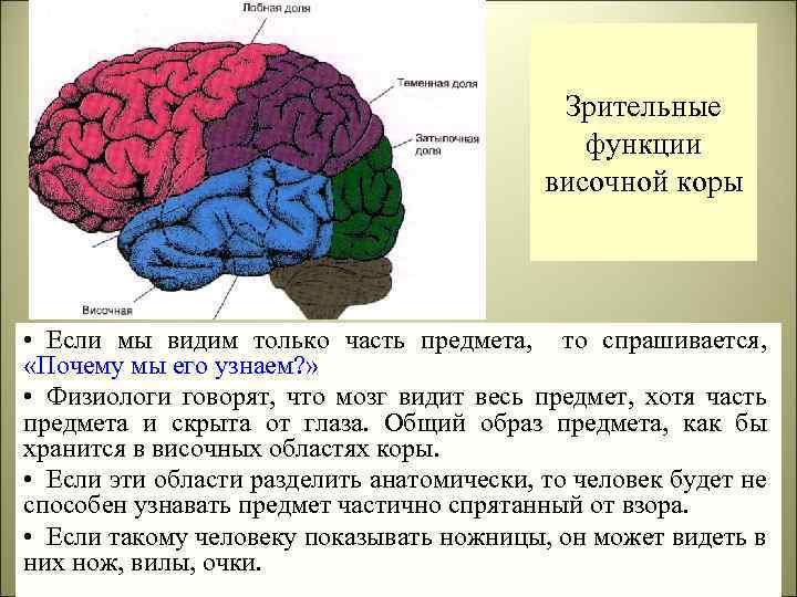 Зрительные функции височной коры • Если мы видим только часть предмета, то спрашивается, «Почему