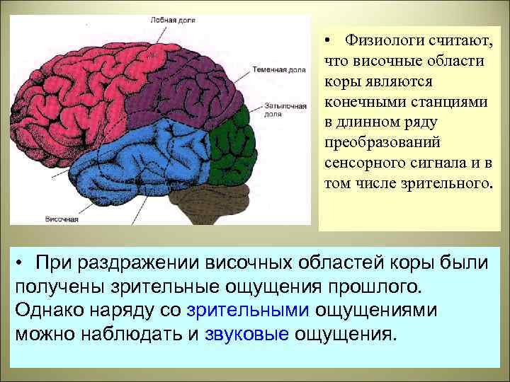  • Физиологи считают, что височные области коры являются конечными станциями в длинном ряду
