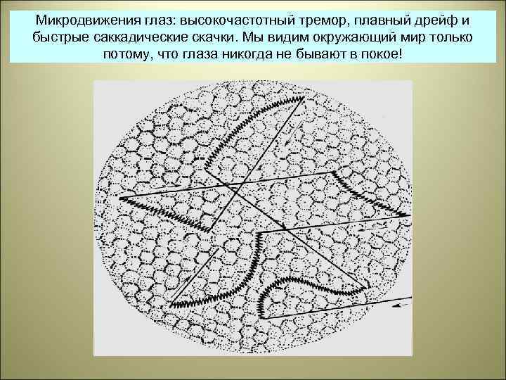 Микродвижения глаз: высокочастотный тремор, плавный дрейф и быстрые саккадические скачки. Мы видим окружающий мир