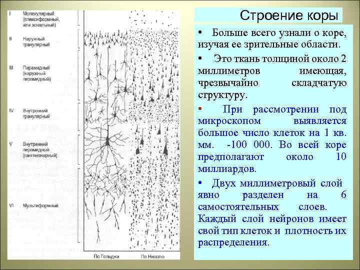 Строение коры • Больше всего узнали о коре, изучая ее зрительные области. • Это