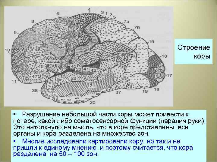 Строение коры • Разрушение небольшой части коры может привести к потере, какой либо соматосенсорной