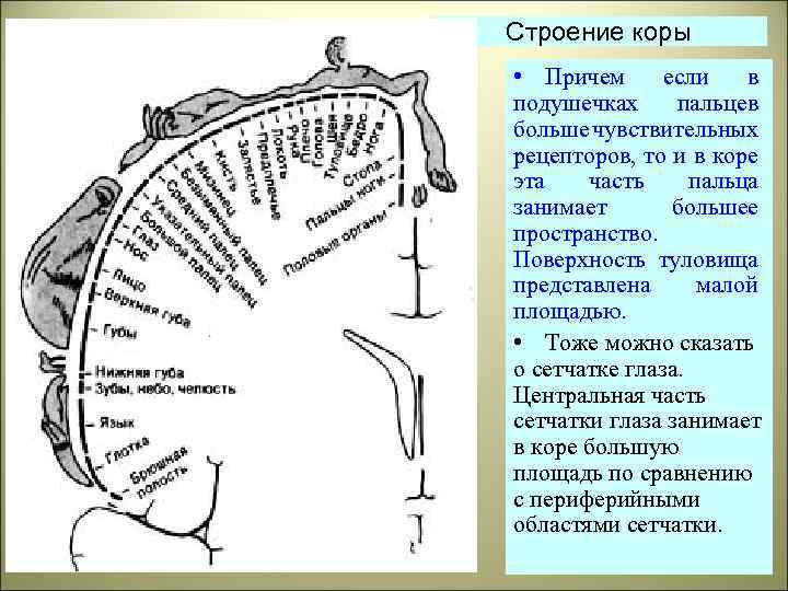Строение коры • Причем если в подушечках пальцев больше чувствительных рецепторов, то и в
