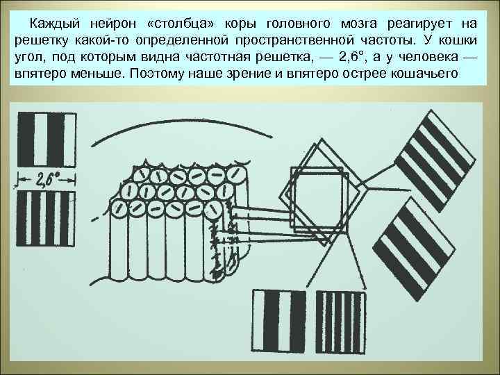 Каждый нейрон «столбца» коры головного мозга реагирует на решетку какой-то определенной пространственной частоты. У