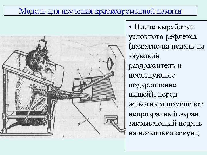 Модель для изучения кратковременной памяти • После выработки условного рефлекса (нажатие на педаль на