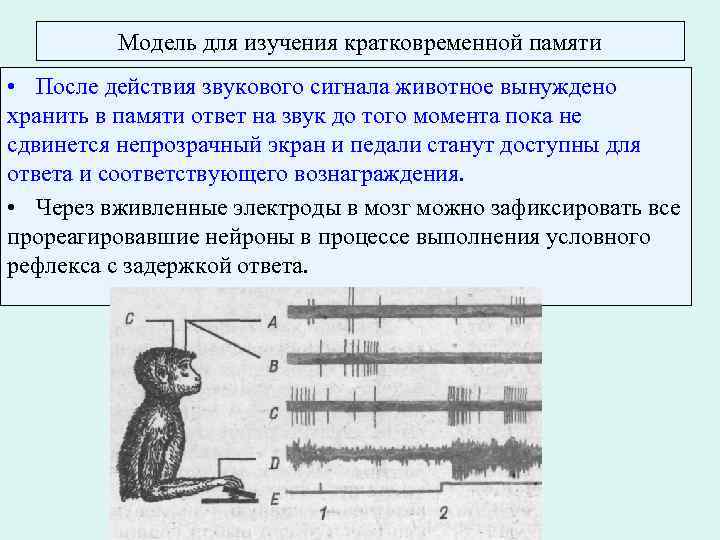 Модель для изучения кратковременной памяти • После действия звукового сигнала животное вынуждено хранить в