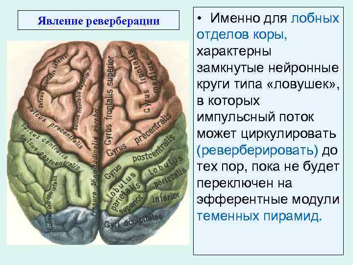 Явление реверберации • Именно для лобных отделов коры, характерны замкнутые нейронные круги типа «ловушек»