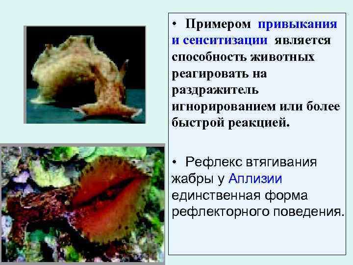  • Примером привыкания и сенситизации является способность животных реагировать на раздражитель игнорированием или