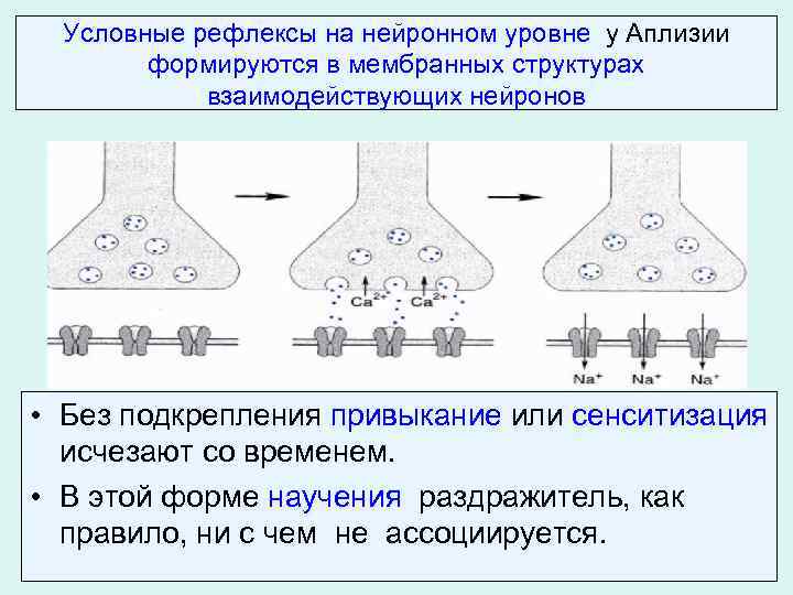 Условные рефлексы на нейронном уровне у Аплизии формируются в мембранных структурах взаимодействующих нейронов •