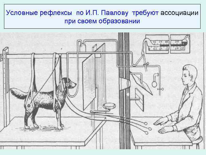 Эксперимент краткое содержание. Выработка условного рефлекса у собаки Павлова. Опыты Павлова на собаках условный рефлекс. Собака Павлова безусловный рефлекс.
