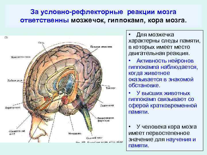 За условно-рефлекторные реакции мозга ответственны мозжечок, гиппокамп, кора мозга. • Для мозжечка характерны следы