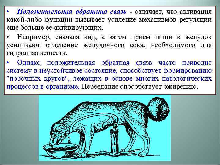  • Положительная обратная связь - означает, что активация какой-либо функции вызывает усиление механизмов