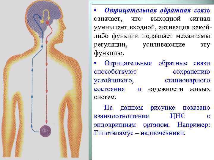 Что значит отрицательно. Отрицательная Обратная связь. Положительная и отрицательная Обратная связь. Отрицательная Обратная связь означает что. Положительная Обратная связь означает что.