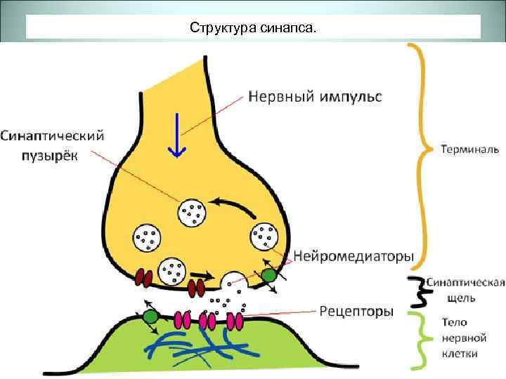 Структура синапса. 