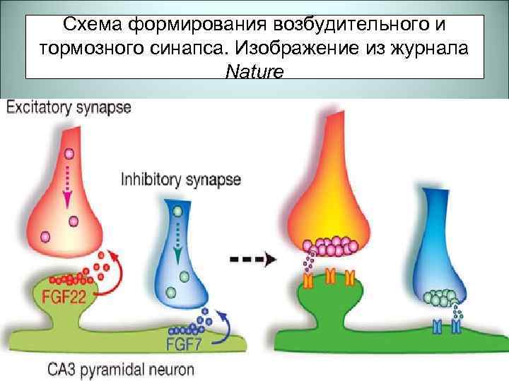 Схема формирования возбудительного и тормозного синапса. Изображение из журнала Nature 