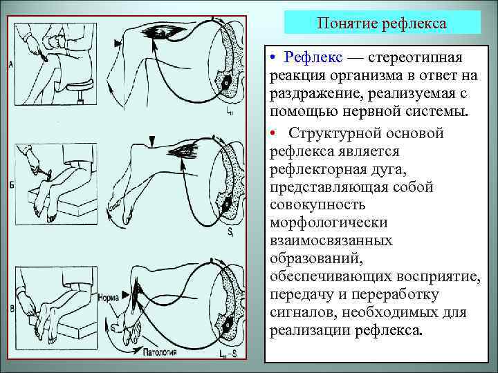 Кожный рефлекс рефлекторная дуга