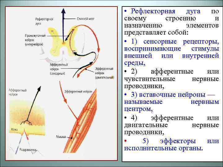  • Рефлекторная дуга по своему строению и назначению элементов представляет собой: • 1)