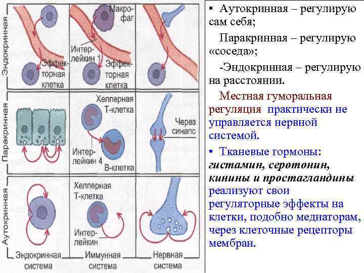 Регуляция процессов жизнедеятельности организмов презентация