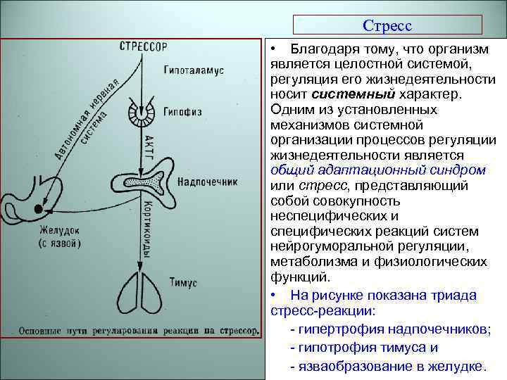 Регуляция процессов жизнедеятельности