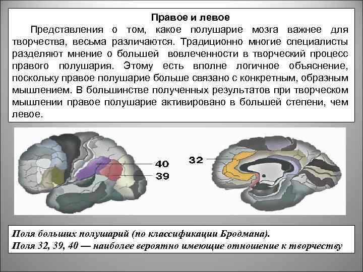 Правое и левое Представления о том, какое полушарие мозга важнее для творчества, весьма различаются.