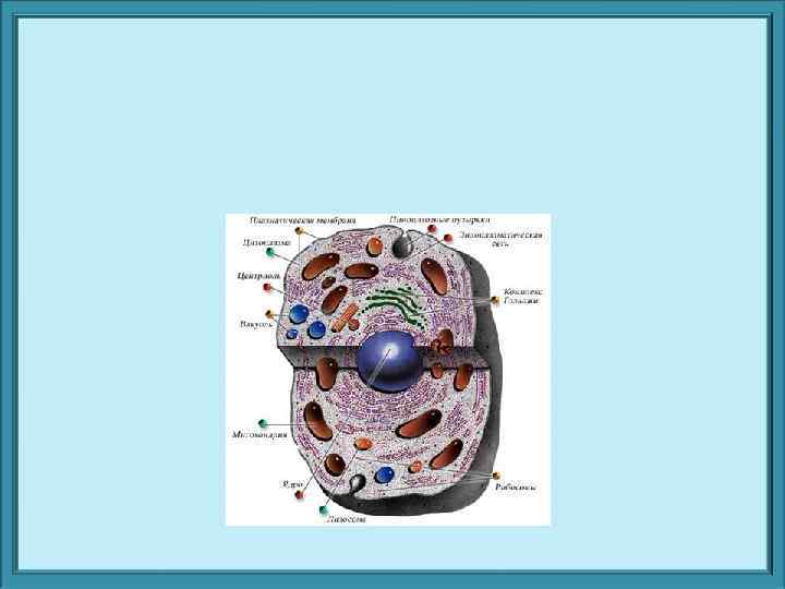 Электронная микроскопия 