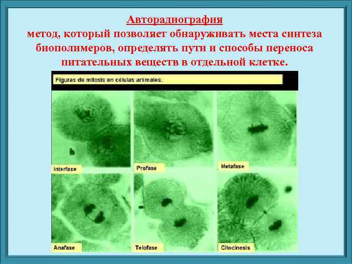 Методы цитологии. Метод цитологии микроскопия. Метод авторадиографии в цитологии. Метод радиографии в цитологии. Цитология микроскопия.