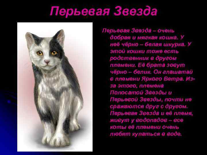 Перьевая Звезда – очень добрая и мягкая кошка. У неё чёрно – белая шкурка.