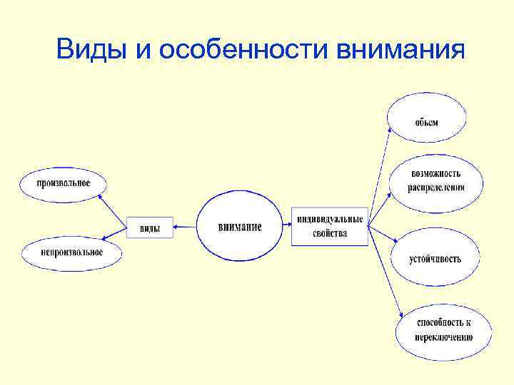 Виды и особенности внимания 
