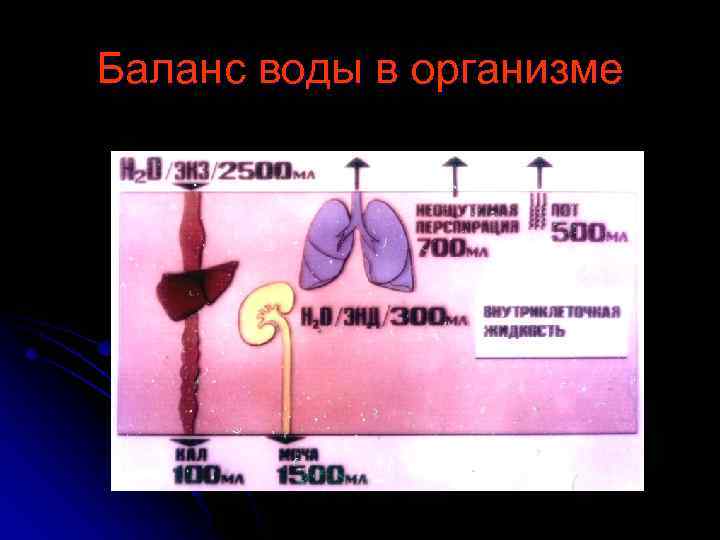 Баланс воды в организме 