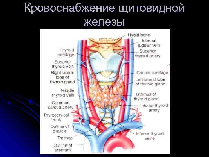 Артерии щитовидной железы. Щитовидная железа (топография, строение, кровоснабжение, иннервация). Иннервация щитовидной железы анатомия. Кровоснабжение и иннервация щитовидной железы схема. Иннервация щитовидной железы схема.