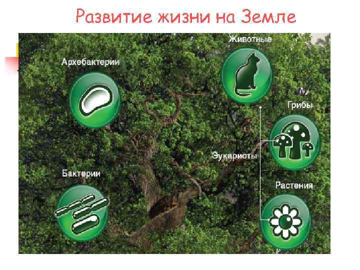 Развитие жизни на Земле 