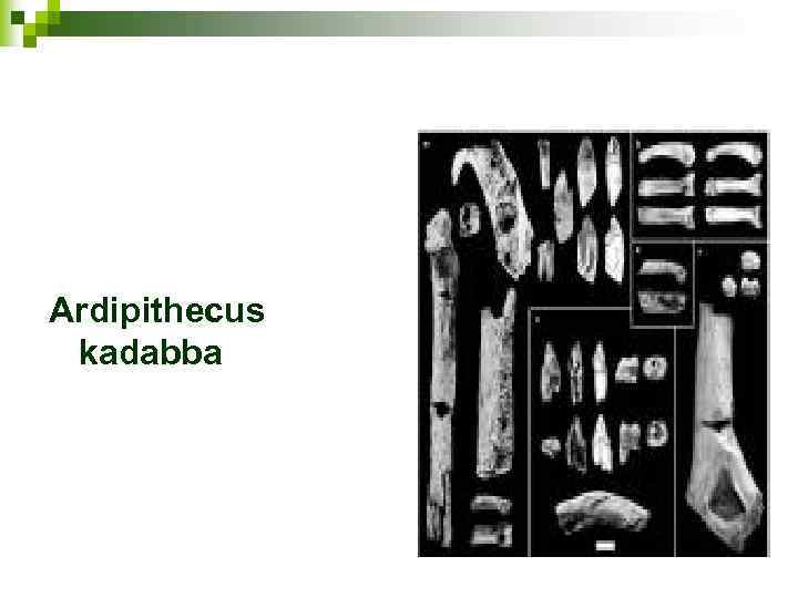 Ardipithecus kadabba 