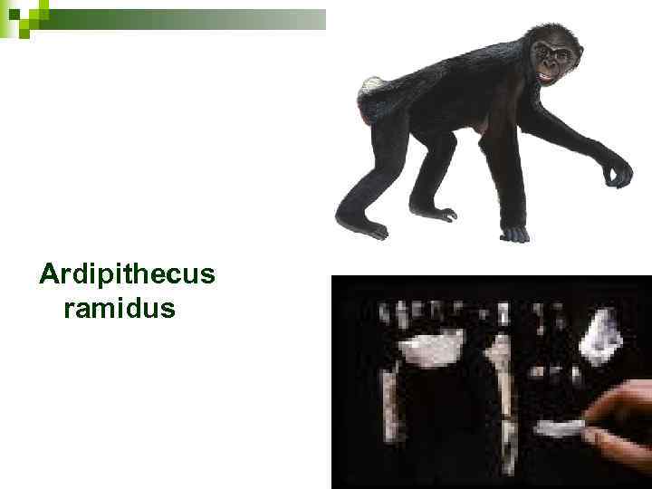 Ardipithecus ramidus 