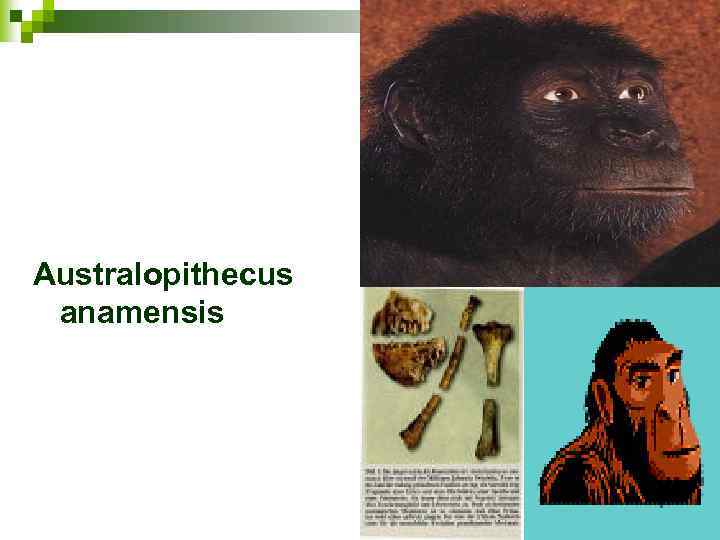 Australopithecus anamensis 