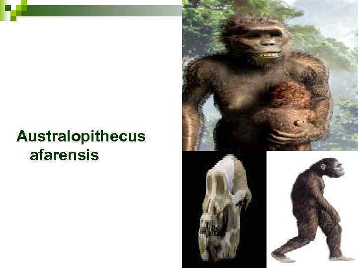 Australopithecus afarensis 